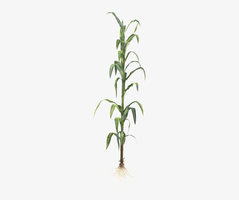 Quick Facts - Maize, transparent png download