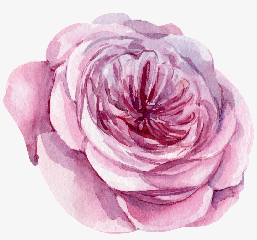 31 - Persian Buttercup, transparent png download