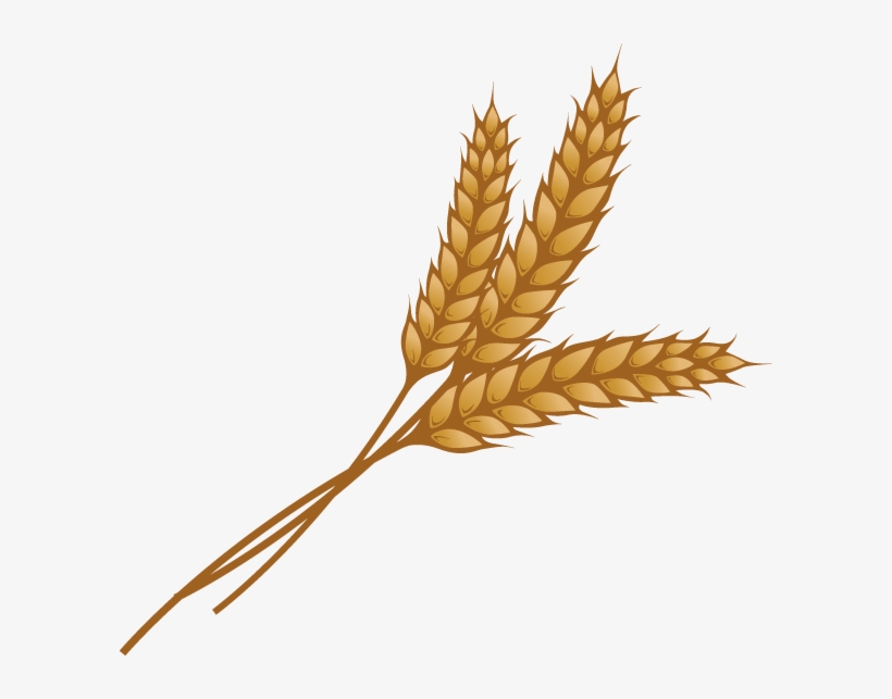 Bing Images - Wheat Clipart, transparent png download