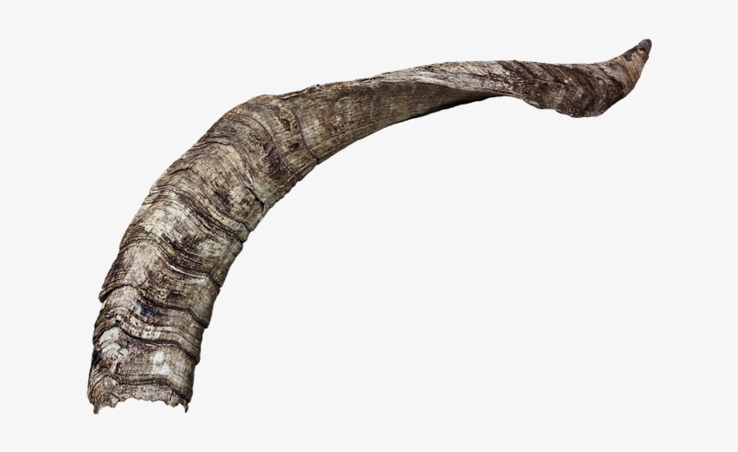 Goat, transparent png download
