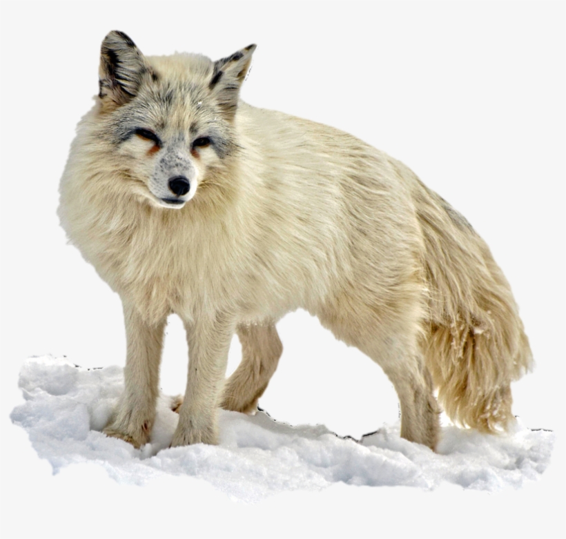 Arctic Fox Images Png Arctic Animal Png Wolf Abstract - Arctic Fox Checking Things Out Journal: 150 Page Lined, transparent png download