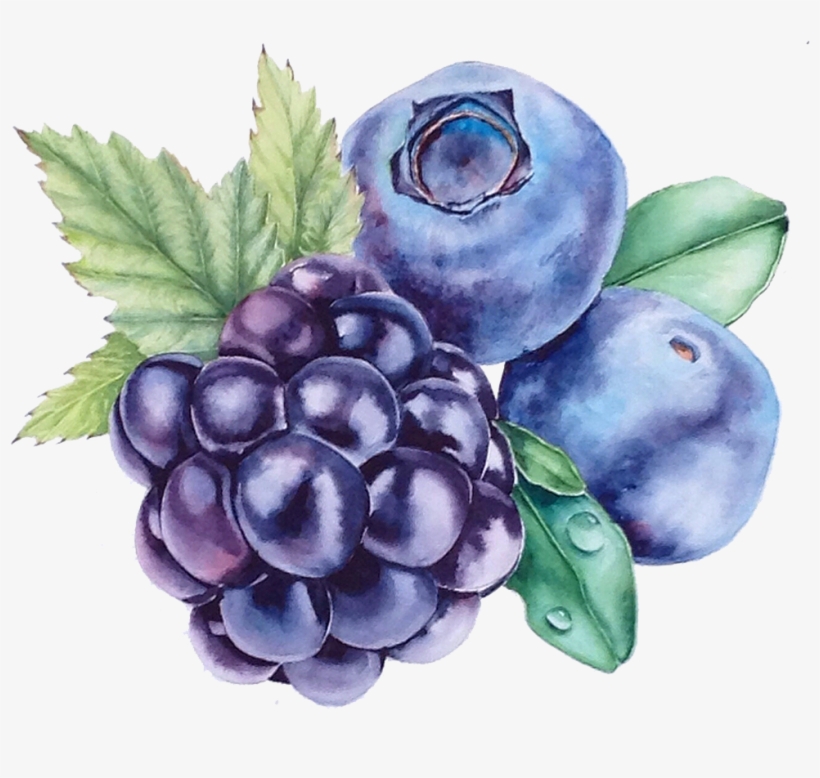 Grape Blueberry Watercolor Painting Bilberry - Blueberry Painting, transparent png download