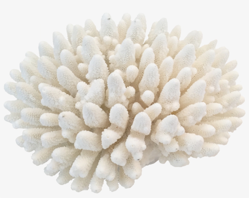 Png Coral - Coral Png, transparent png download