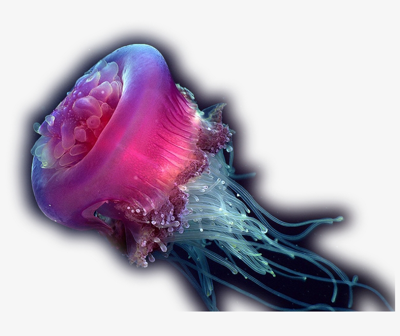 Jellyfish Pendant, Jellyfish Art Necklace, Jellyfish, transparent png download