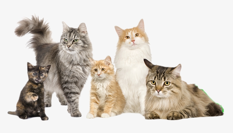 Cats Pancreatitis Austin - Cat Family Of 5, transparent png download