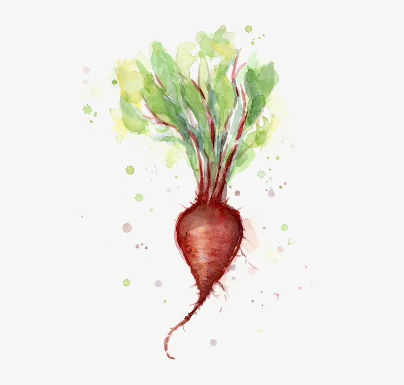 Bleed Area May Not Be Visible - Beet Watercolor, transparent png download
