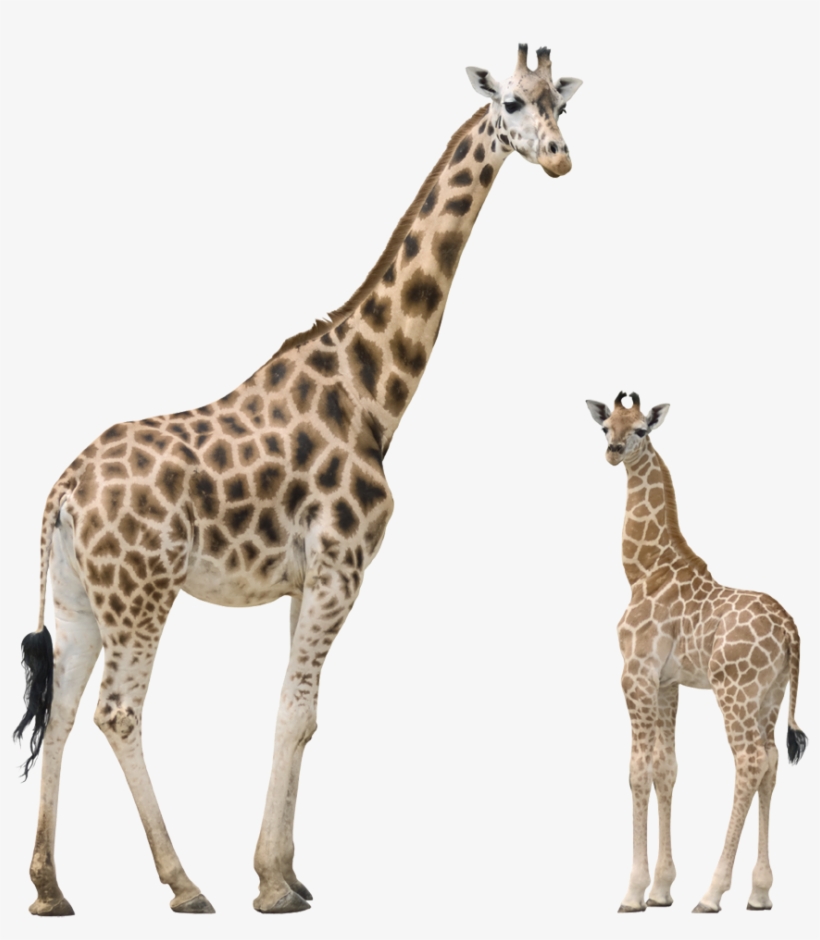 Giraffe Png, transparent png download
