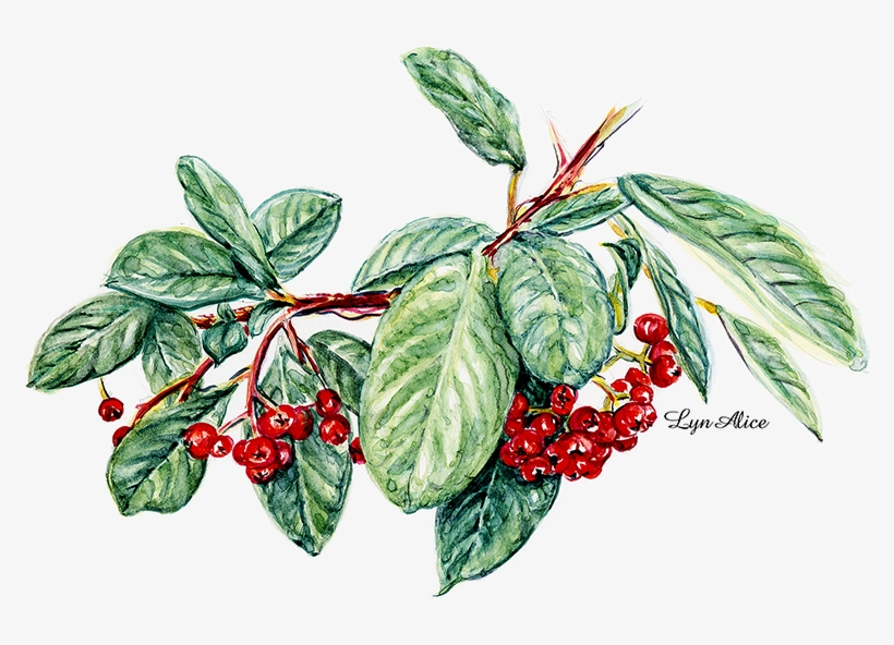 Cotoneaster ~ Watercolor Sugar Maple - Watercolor Painting, transparent png download