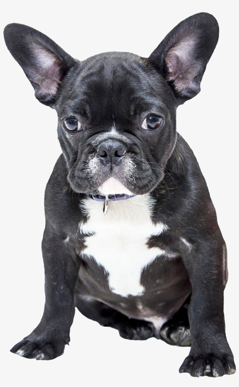 Bulldog Png Transparent Image - Bull Dog Png, transparent png download
