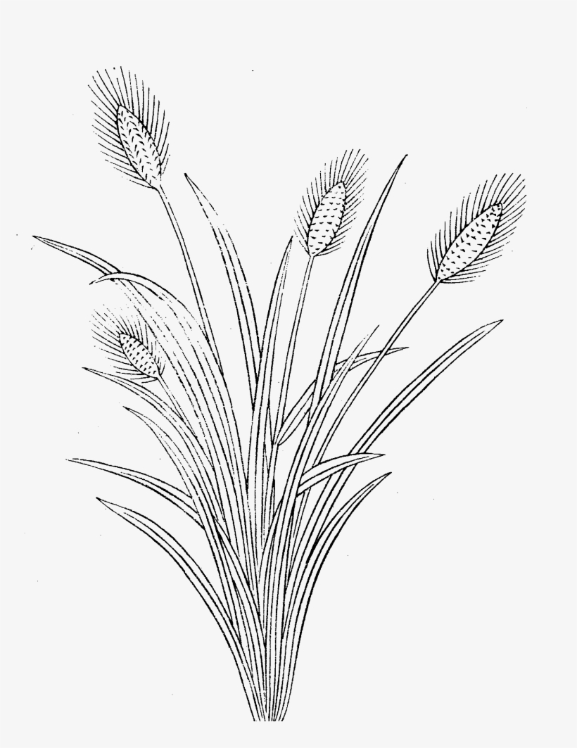 File - Imperial Encyclopaedia - Plant Kingdom - Pic046 - Line Art, transparent png download