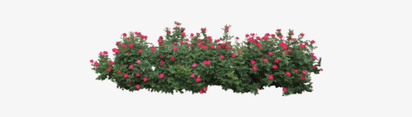 Free Png Bushes Png Images Transparent - Bushes Png, transparent png download