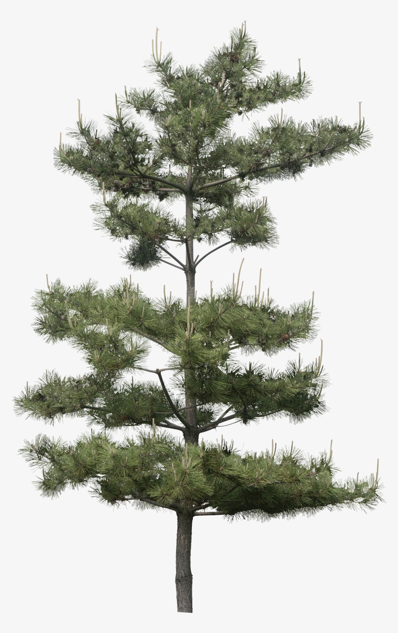 Image Du Blog Virtuellife - Pine Photoshop, transparent png download