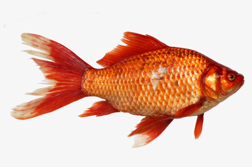 Carassius Gibelio By George Chernilevsky - Fish Transparent Background, transparent png download