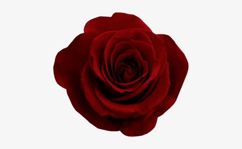 Free Png Red Rose Png Images Transparent - Roses Red Png, transparent png download