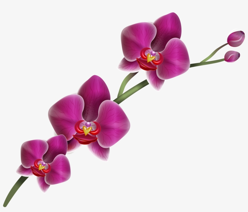 Watercolor Blue Purple Roses Flower Clipart One Arrangement - Orchid .png, transparent png download