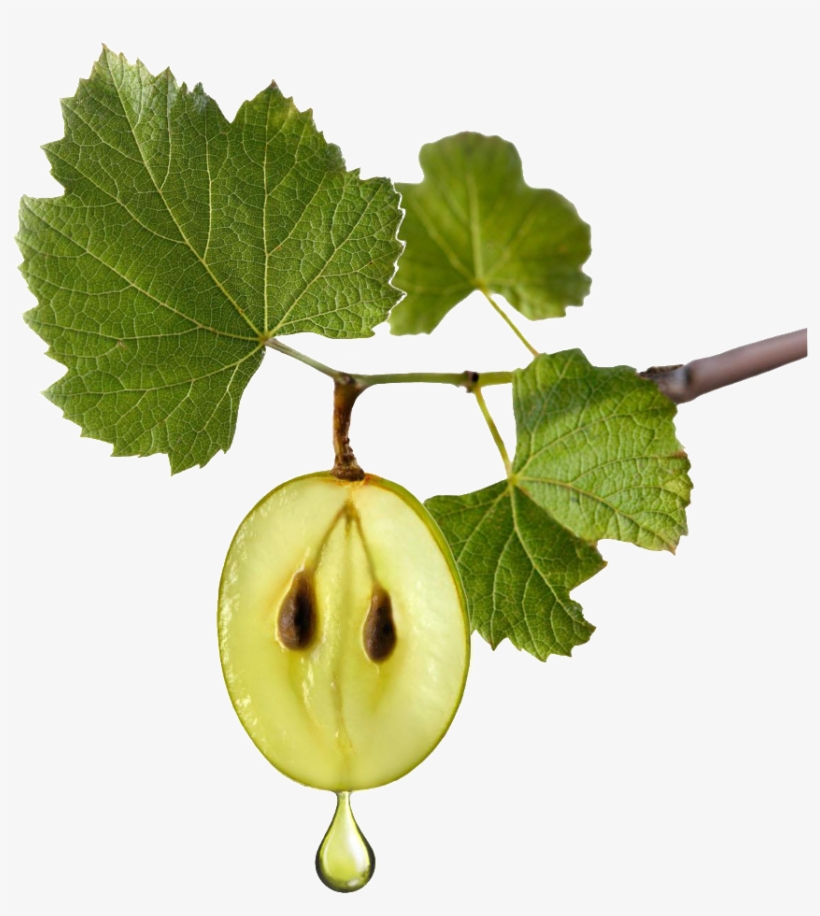 A Green Grape Transparent Decorative Growing On The - Grapeseed Png, transparent png download