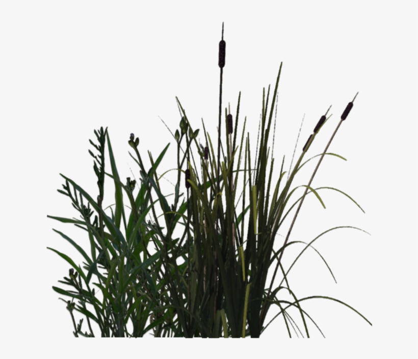 Transparent Png Pictures Free - Plants, transparent png download