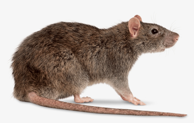 Rat Right - Rat Png, transparent png download