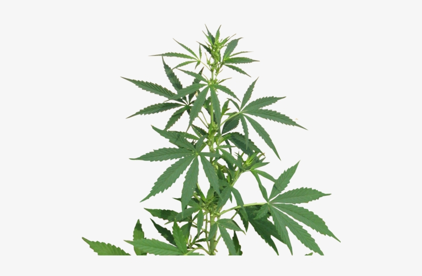 Cannabis Png Images Free Download - Cannabis Sativa Png, transparent png download