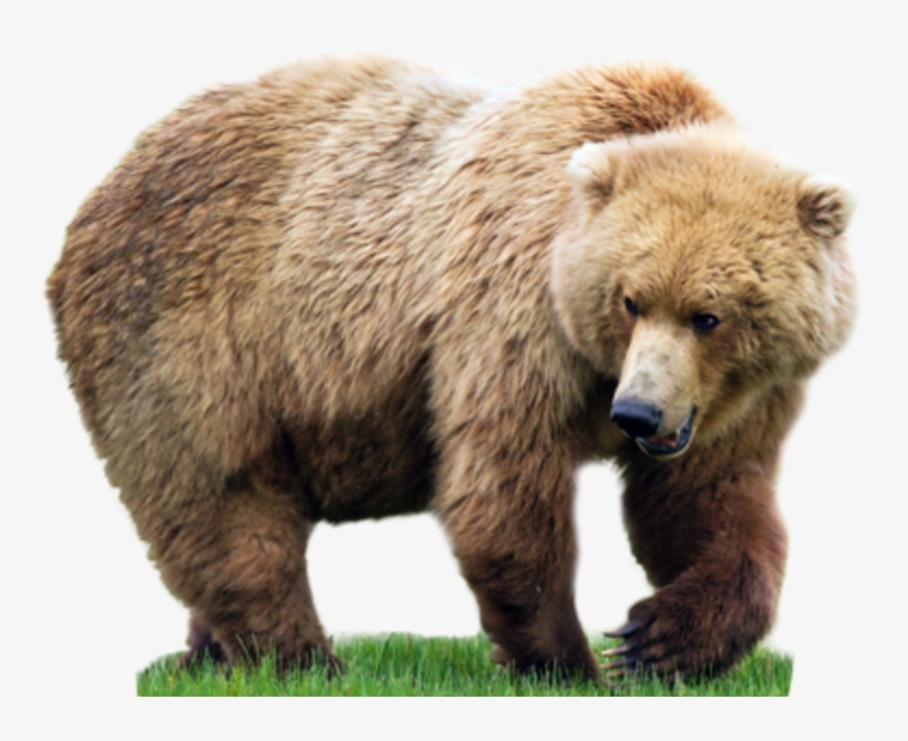 Bear Transparent Png File - Keyring Bear Grass Thick Walk 57805, transparent png download