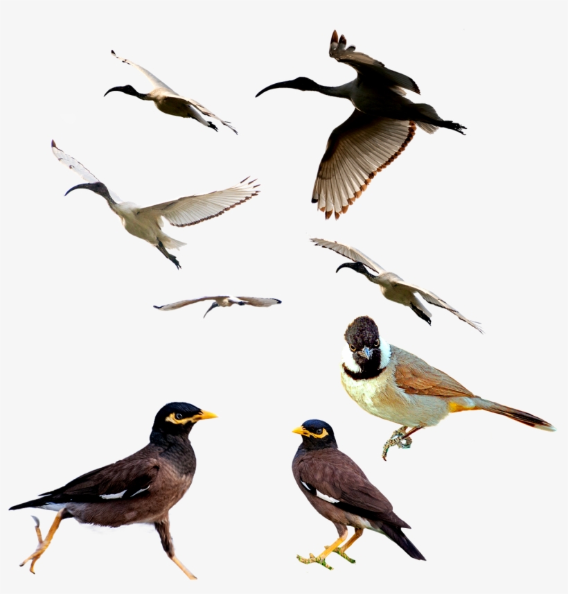 Birds,mina Bird,animal,white Ibis,white Eared Bulbul,png, - Bird, transparent png download