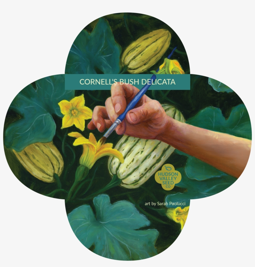 Cornell's Bush Delicata - Seed, transparent png download