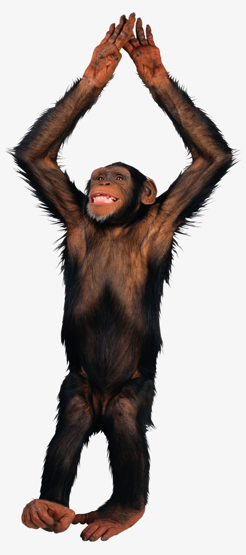 Free Monkey, Esl, School Projects, Clip Art - Basically I Am Monkey, transparent png download