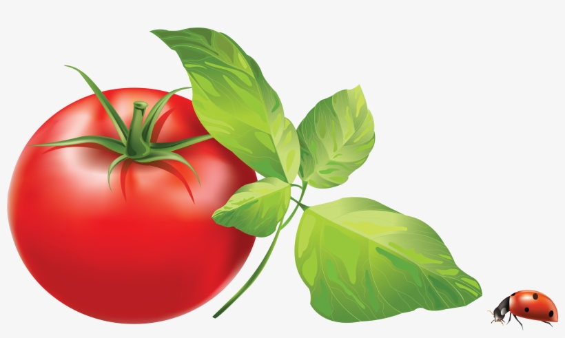 Green Tomato Png, transparent png download