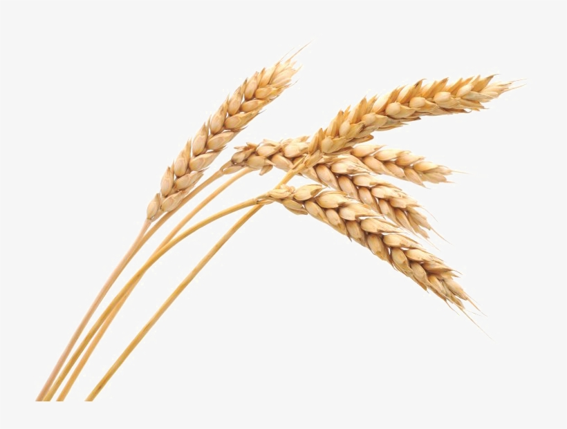 Wheat Png Image - Wheat Png, transparent png download