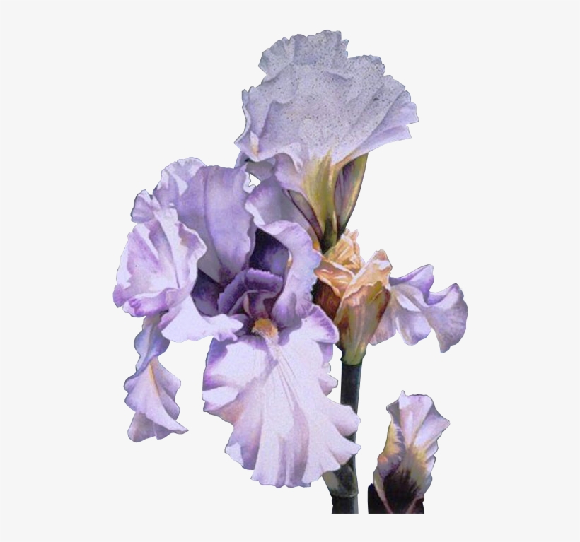 Lavender Iris Watercolors Pinterest Watercolor And - Arleta Pech - Lavender And Lace Signed Open Edition, transparent png download