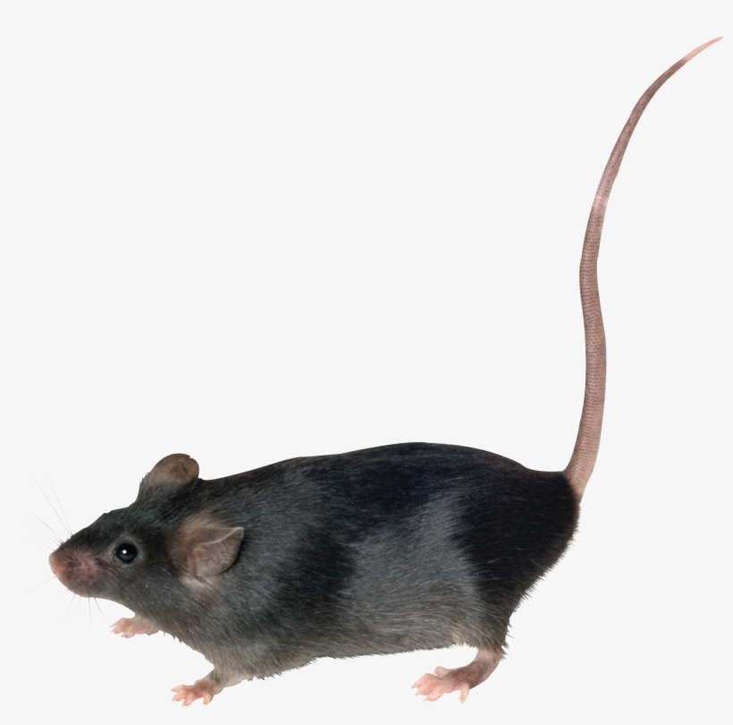 Rat Png, transparent png download