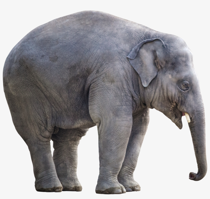 Big Elephant Png Image - Elephant White Background, transparent png download