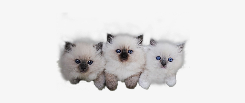 Transparent Stock Royal City Ragdolls Cattery In Guelph - Ragdoll, transparent png download