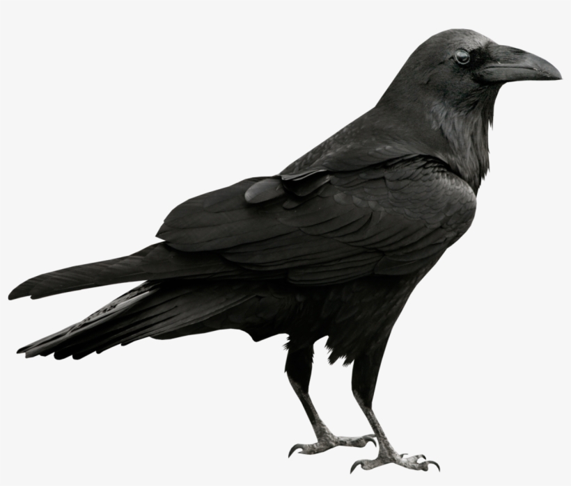 Raven Png, transparent png download