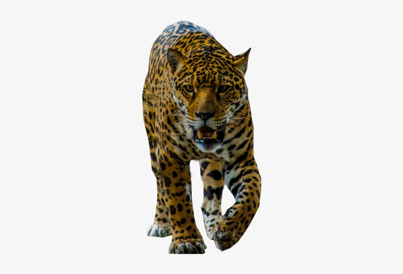 Free Png Jaguar Walking Png Images Transparent - Leopard, transparent png download