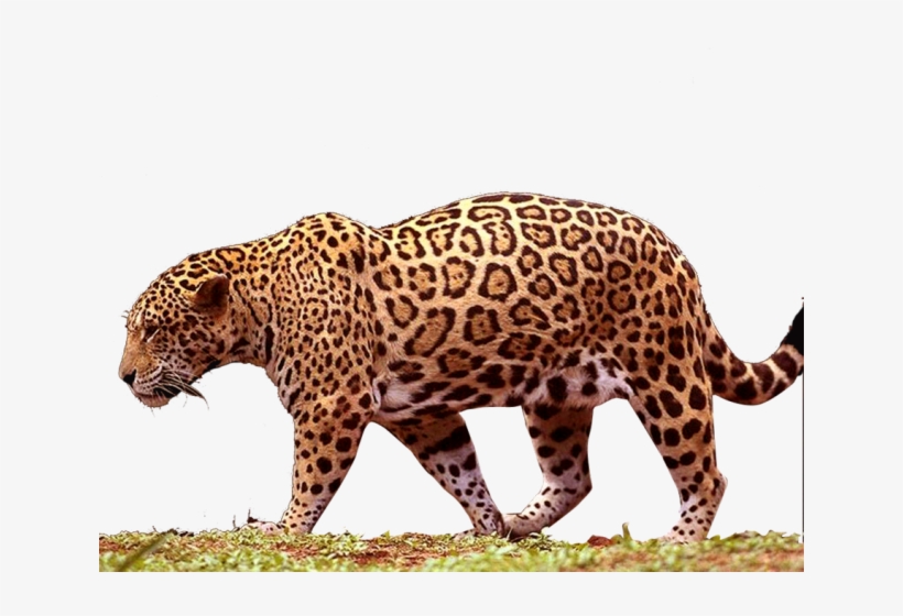 Jaguar Png Transparent Images - Jaguar Png, transparent png download