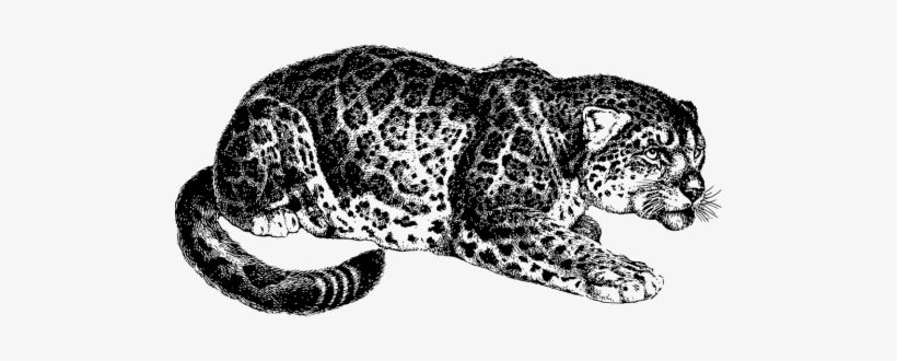 Jaguar Png Clipart - Fire Of The Jaguar By Terence Turner, transparent png download