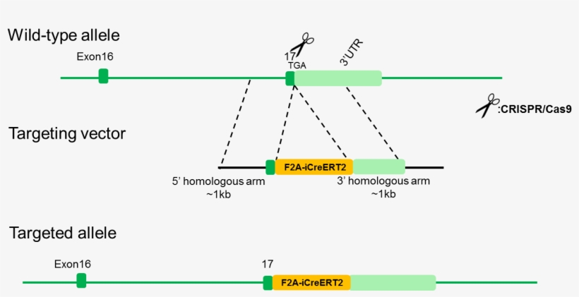 B Oxr1 Icreert2 Mice - Diagram, transparent png download