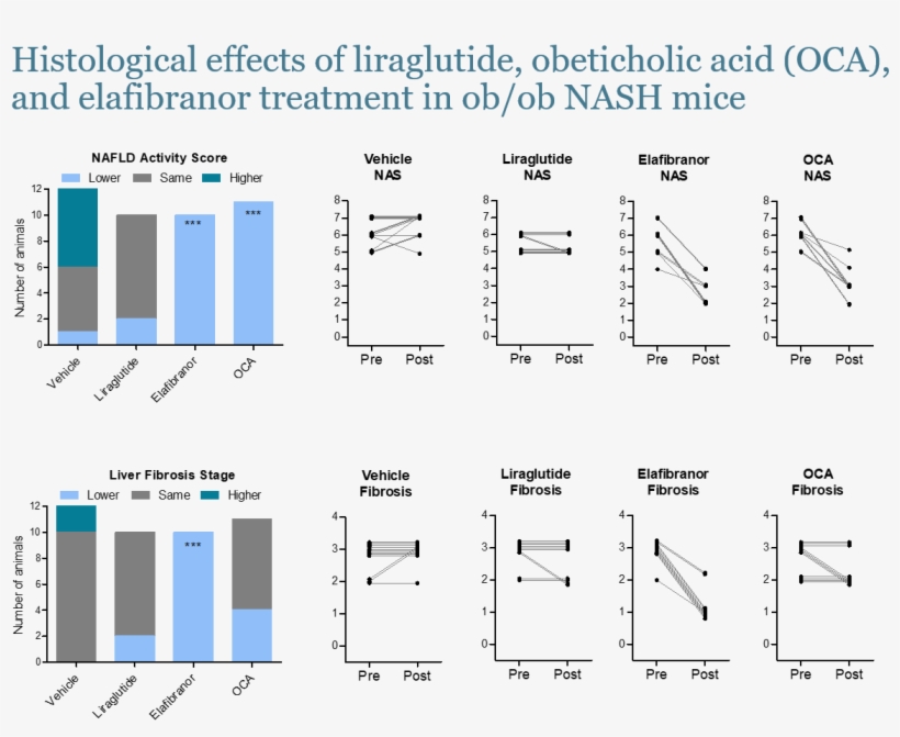 See Data On The Histological Effects Of Liraglutide, - Diagram, transparent png download