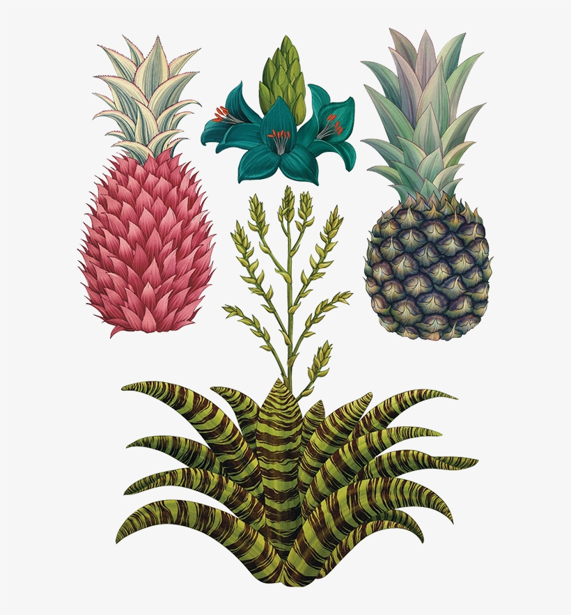 Sketch Of The 'queen' And 'red Jamaican' Pineapple, - Botany, transparent png download