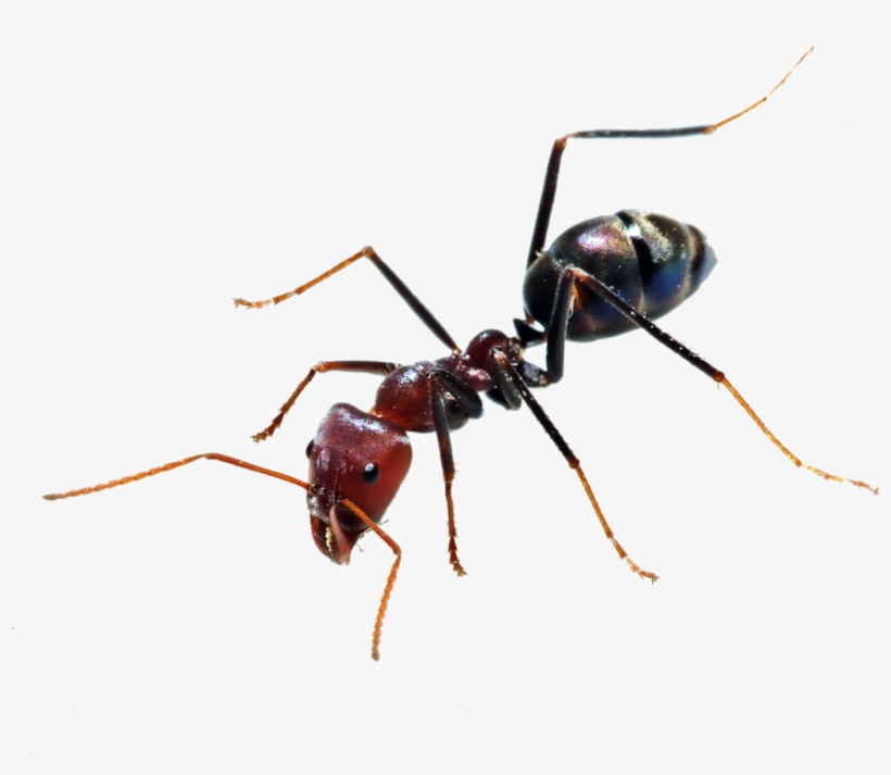 Ant Png, transparent png download
