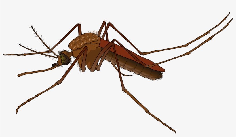 Mosquito Png, transparent png download