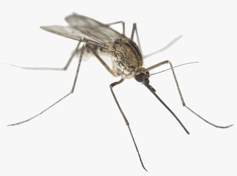 Mosquito Close Up - Missouri Mosquitoes, transparent png download