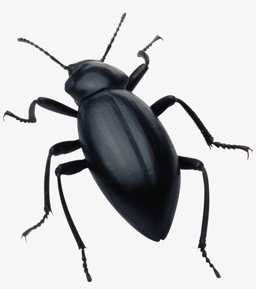 Black Bug Png Image - Bug Png, transparent png download