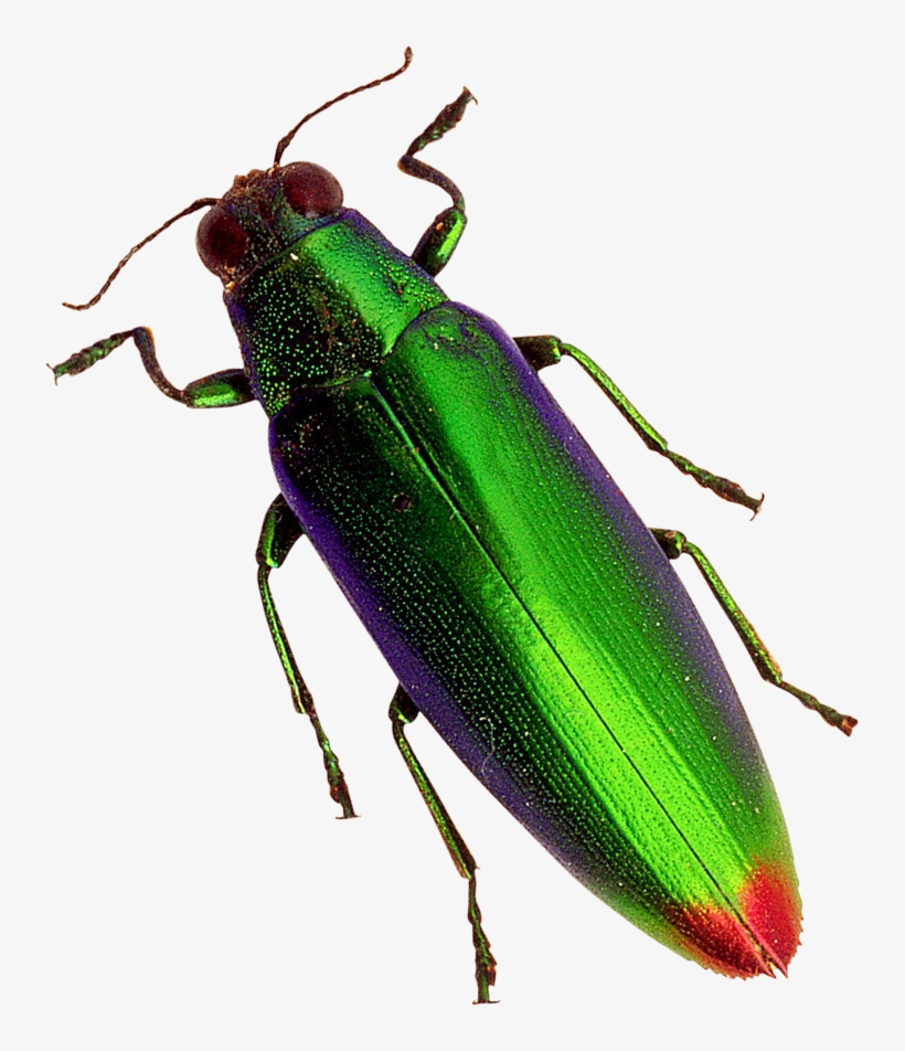 Beetle Png, transparent png download