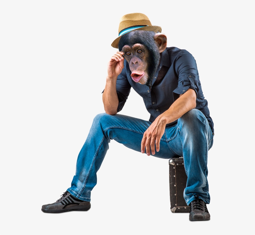 Crazy Animals - Monkey Business - (region 1 Import Dvd), transparent png download