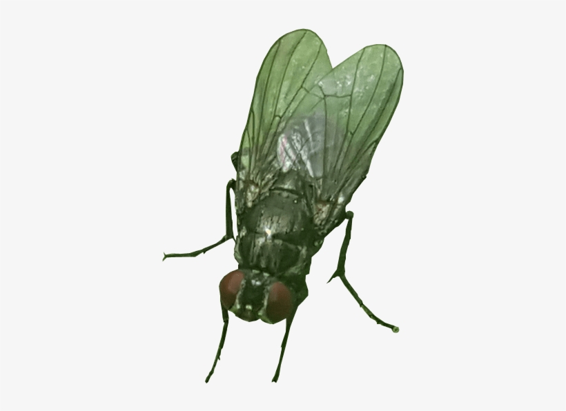House Fly Transparent Background Insect Image - Fly Transparent Background, transparent png download