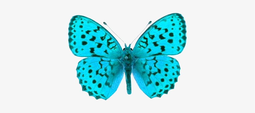 Butterfly Crazy Luxury Png Images - Butterfly Pictures Transparent Background Png, transparent png download