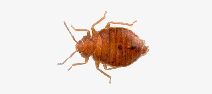 Vector Merritt Island Fl Home Bed Bug Exterminator - Bed Bug Picture Transparent, transparent png download
