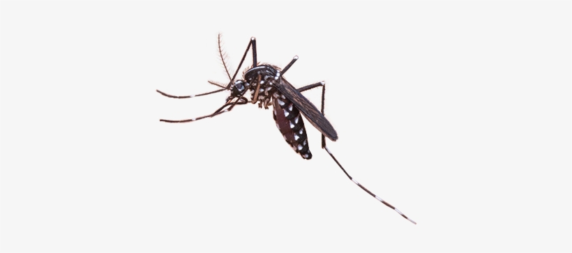 Mosquito Png Clip Art Royalty Free Library - Mosquito Png, transparent png download